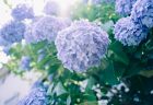 日々のこと、2020年5月11日。愛する我が家と表参道『蓬莱』とおうち性について